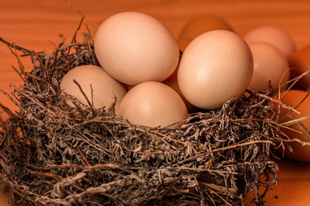 nest, eggs, full, overflowing, overcrowded, cramped, packed, organic, natural, closeup, eggs, eggs, eggs, eggs, eggs